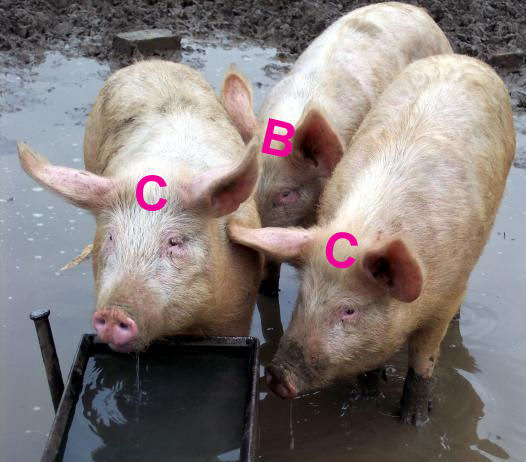 CBCpigs.jpg