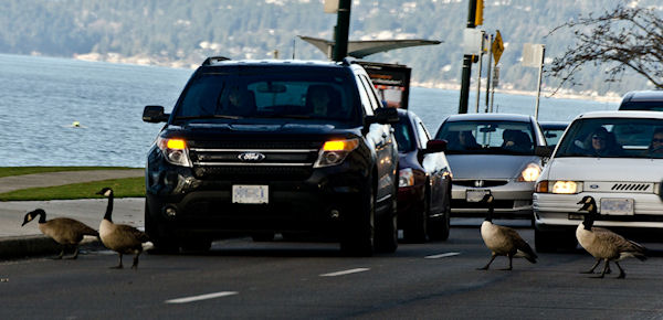 CanadaGeeseCrossingStreet.jpg