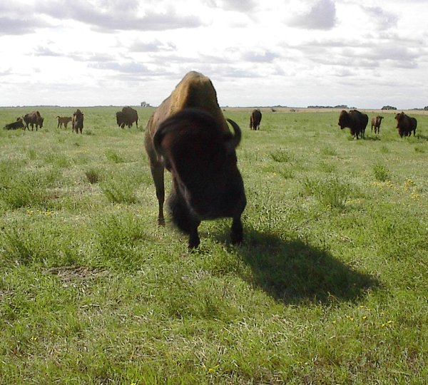 angrybull.jpg