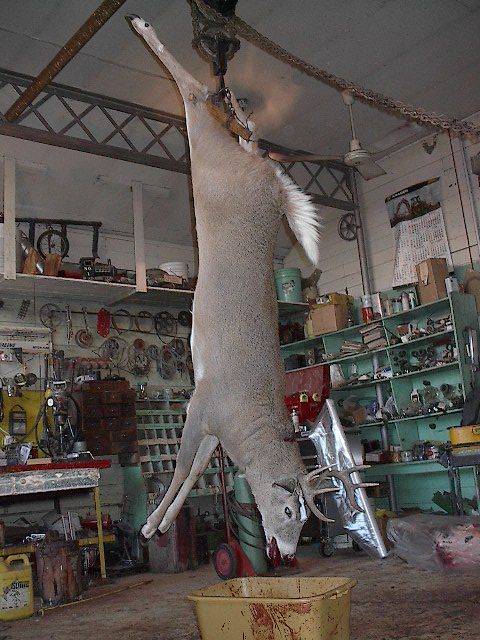 deer_hanging.jpg