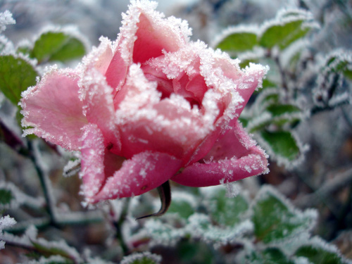 rosesonice.jpg