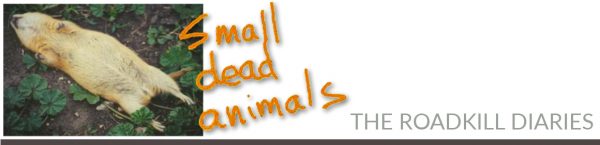 small dead animals